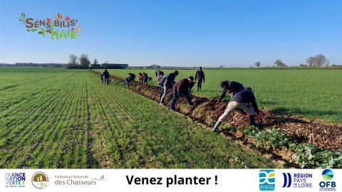 Plantations de haies